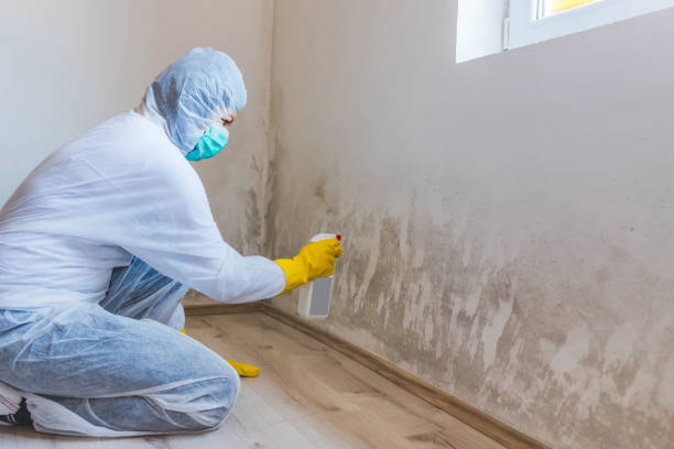 Licensed Commercial Mold Remediation service in Palisades Park, NJ - WQB Mold Removal